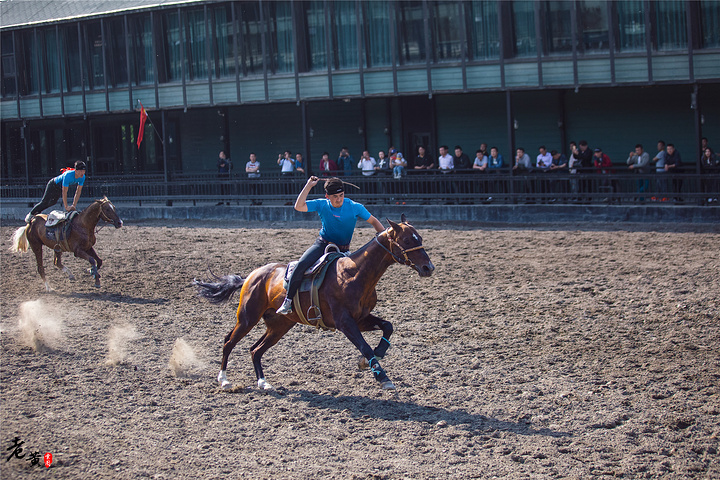 而汗血宝马就是所有良驹中最为顶配的一种_乌鲁木齐野马丝路驿站文化