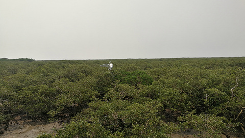 北海金海湾红树林生态旅游区旅游景点攻略图
