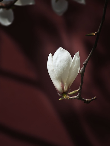 "今天本是来拍天坛古杏花的，没想到来的太早了，一朵都没开，连花苞还不太多，心里又一次感叹赏花的不容易_天坛"的评论图片