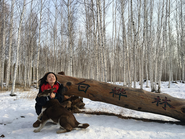 "这篇美景对于一个南方人来说，冲击太大，开心的像个孩子。雪在我脚下发出咯吱咯吱的声音，天知道我有多兴奋_白桦林"的评论图片