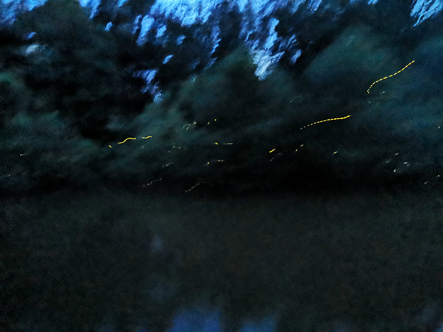 "...到船上来，总的来说萤火虫还是挺好看的，多的地方一棵树上都是，简称“圣诞树”，就是观看的时间不长_Kawa红树林"的评论图片