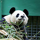 卧龙大熊猫自然保护区