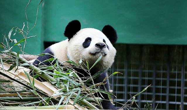 卧龙自然保护区