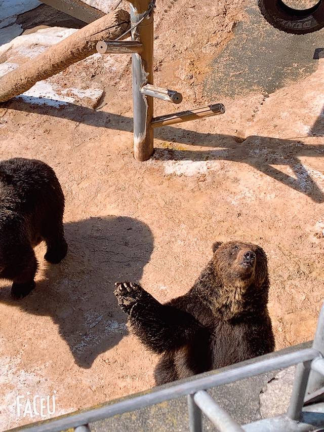 昭和新山熊牧场