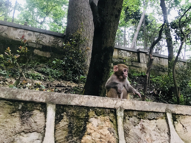 "大概有十分钟左右的路程，到弘福寺后面之后，突然看到了一群小猴子，一点也不怕人，而且这只小可爱，..._黔灵山公园"的评论图片