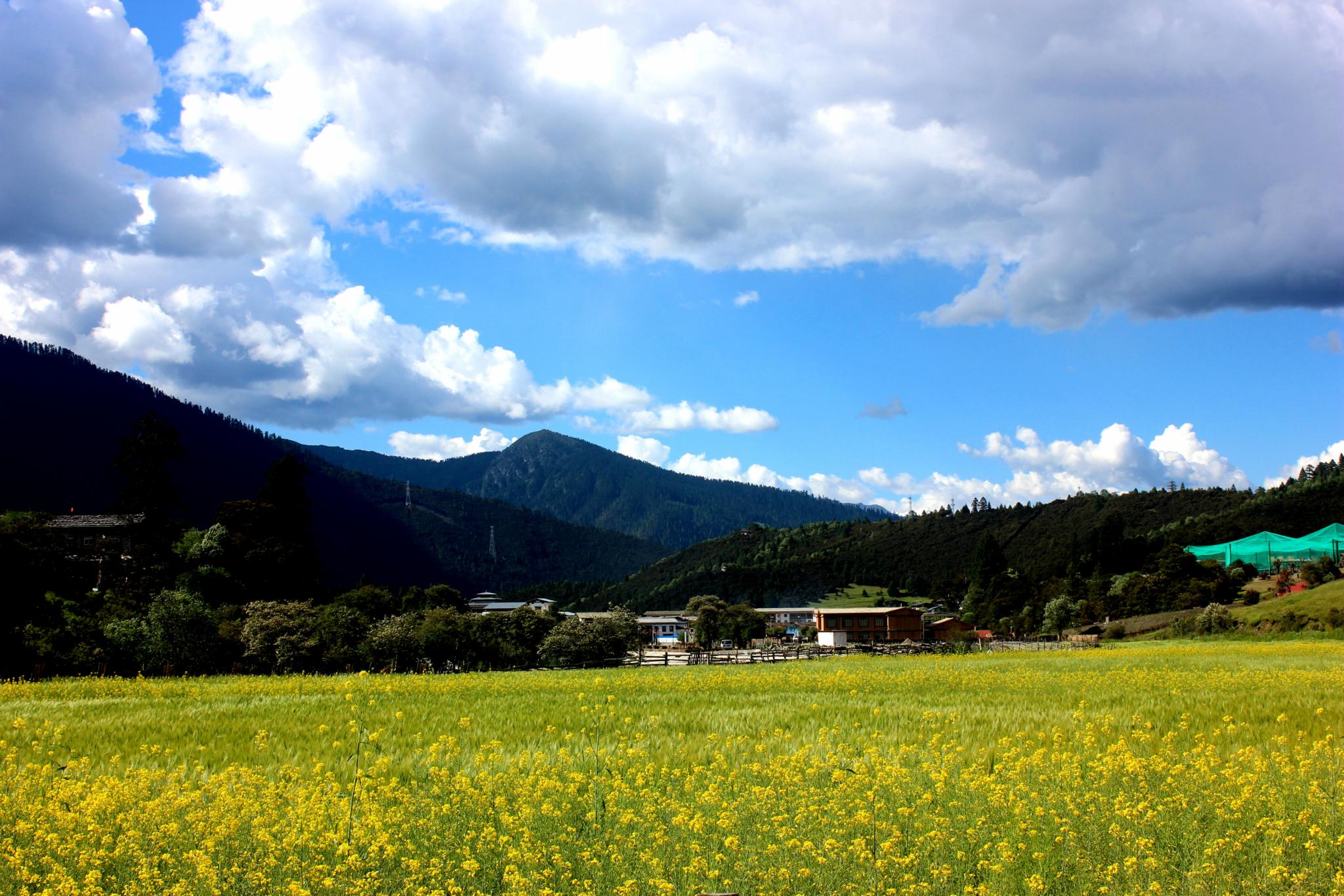 鲁朗花海牧场就在镇边上夏季到来之时万亩油菜花与青稞形成了壮观的