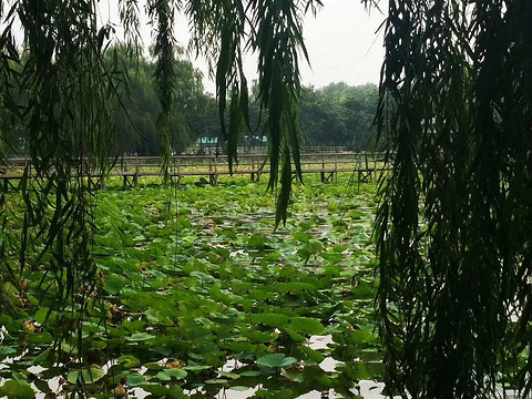 野草河湿地风景区图片