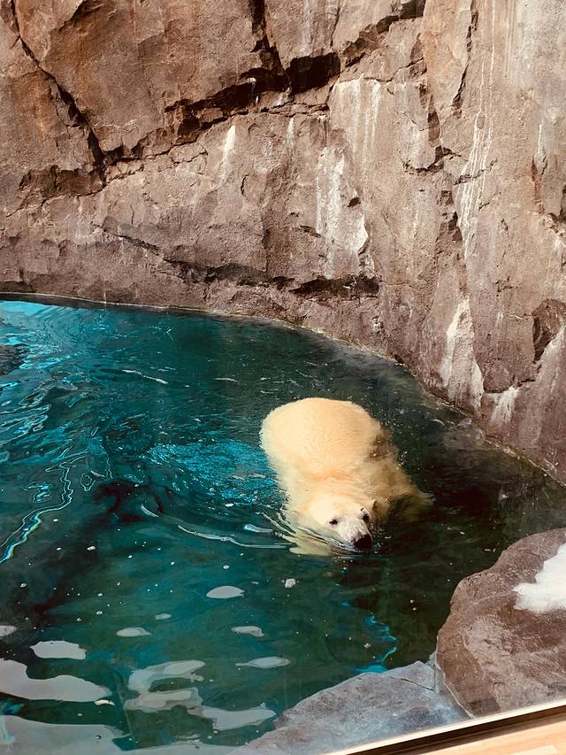 札幌市圆山动物园