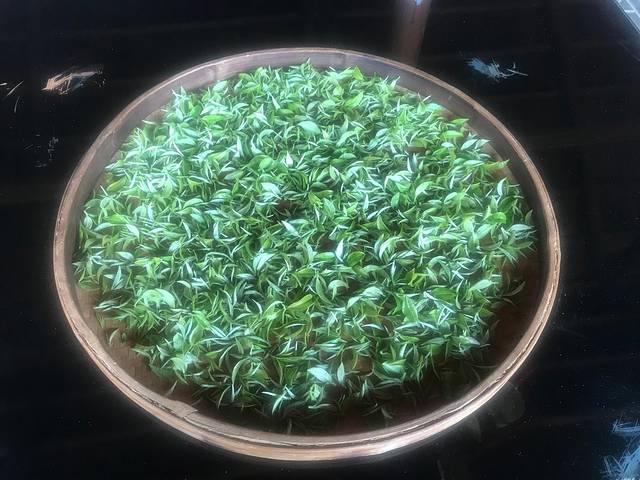 七仙峰有机茶园