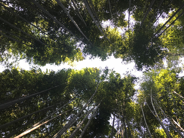 "岚山的范围其实很大，路牌上面的天龙寺和常寂光寺，景色都非常美，然而我们跟团的行程里不去。景区介绍_岚山嵯峨野观光小火车"的评论图片