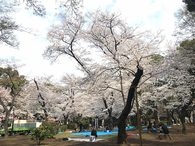"上野公园游玩攻略_上野公园"的评论图片