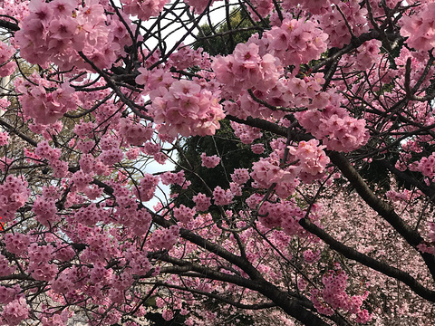 上野公园旅游景点攻略图