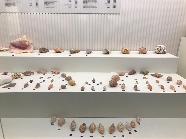 "青岛最爱景点之三，来这里可以欣赏到各式各样的贝壳和它的工艺品，最重要的是，一定要听博物馆小哥哥..._青岛贝壳博物馆"的评论图片