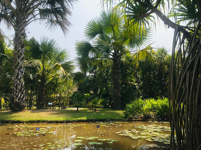 "...午1点多钟了，这里至少预留3个小时左右慢慢逛，尤其是棕榈园，个人觉得是最美的一个，拍照超级出片_中科院西双版纳热带植物园"的评论图片