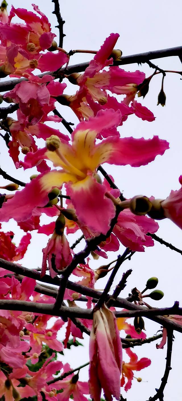 五彩田园农业嘉年华