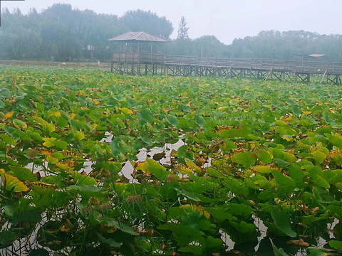 野草河湿地风景区图片