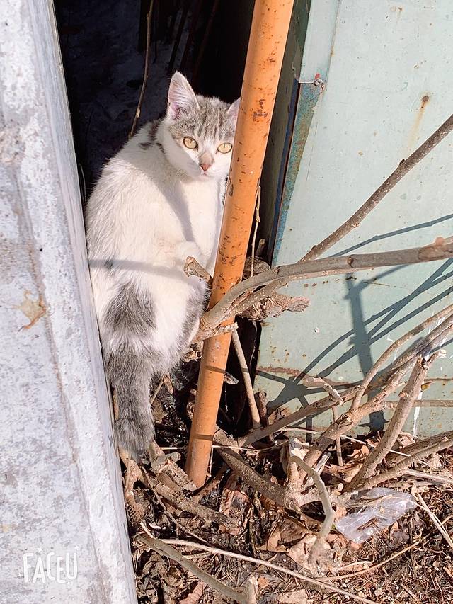 昭和新山熊牧场