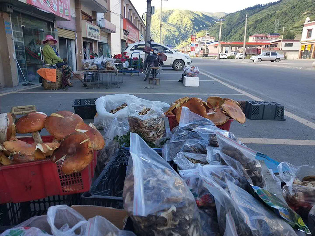 "...名甚至都没见过的野生菌菇就那么摆在街边，看看现成周围的高山老林顿时觉得生活在此地的乡亲们好幸福_红原—若尔盖大草原"的评论图片