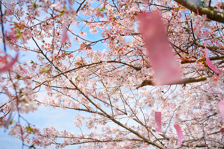 "鼋头渚樱花密集的景点有三个——长春桥、樱花谷、樱花邮局。樱花邮局是最像日本的地方，成百上千的风铃挂满_樱花邮局"的评论图片