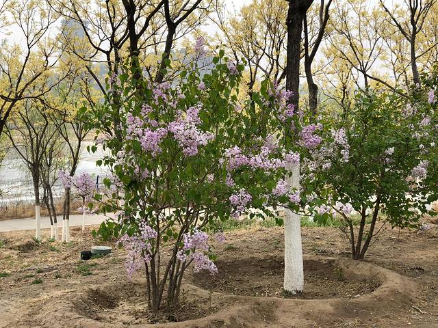 永定河休闲森林公园