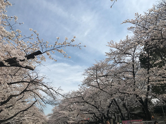 "上野公园游玩攻略_上野公园"的评论图片