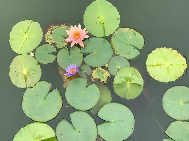 七仙峰有机茶园