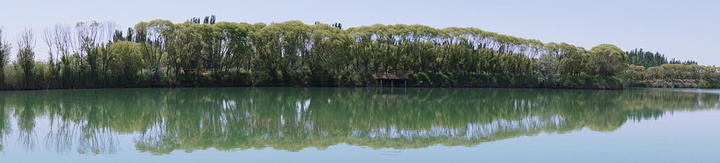"金胡杨公园里真的到处都是胡杨树，栽种在路边，栽种在湖边，真的哪哪都是。公园里有一个广场，生意颇为寥落_金湖杨国家森林公园"的评论图片