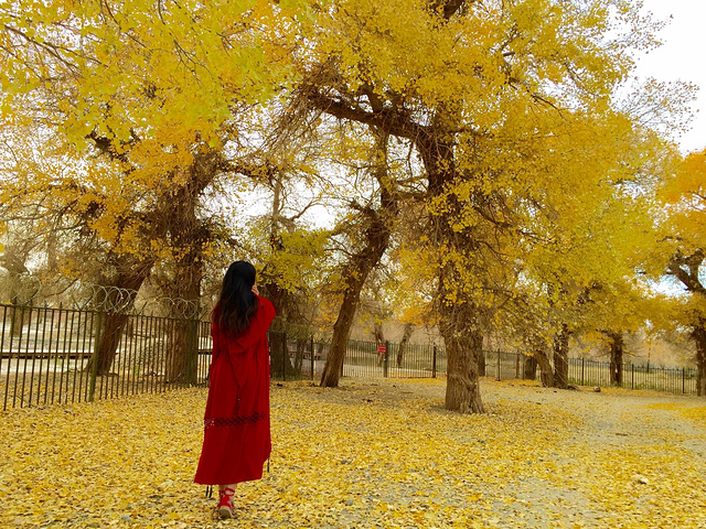 "...们的心里，我在想整个景区在还没有落叶，满是叶子的时候，真的是非常壮观，非常令人神往的一片树林了_额济纳胡杨林旅游区"的评论图片