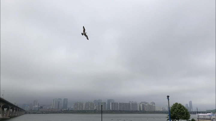 "开心滴做面包！汉江边一直跟着我们的鸽子和海鸥。在汉江边搭乘汉江游轮并自己动手做面包～_汉江游船"的评论图片