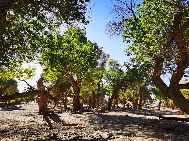 绿色胡杨林从二道桥坐摆渡车到四道桥.
