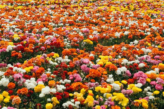 园艺小镇（北京世界园艺博览会）