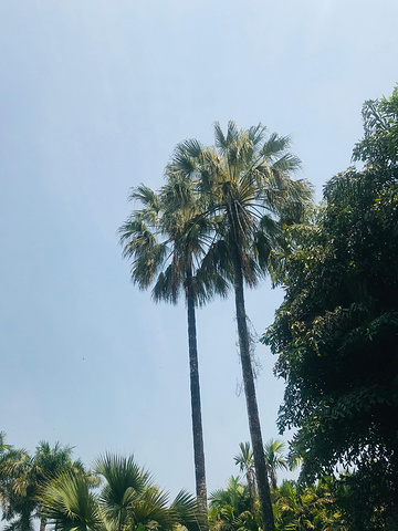 "...午1点多钟了，这里至少预留3个小时左右慢慢逛，尤其是棕榈园，个人觉得是最美的一个，拍照超级出片_中科院西双版纳热带植物园"的评论图片