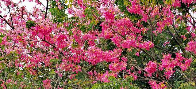 五彩田园农业嘉年华