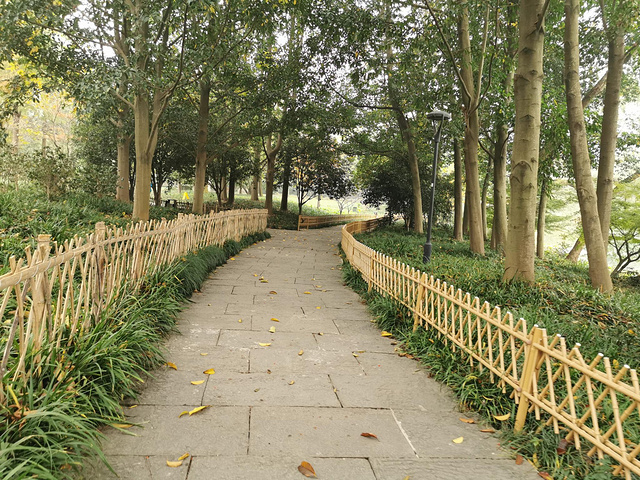 "杨公堤入口处有一片很高的松树。路两边的树还是很美的~安静的一条路，杨公堤名气小些，游人也就少很多_杨公堤"的评论图片