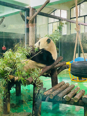 "下午上海动物园是临时决定去，地铁直达门票25元，真香啊！超级大！娃简直不要太快乐！建议租_上海动物园"的评论图片