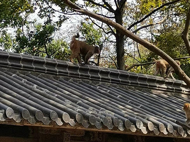 "4、赏花：既然是桂花岛 ，在桂花盛开的时节来这里，绝对是桂花香飘，沁人心扉，甚是迷人_桂花岛（猴岛）"的评论图片