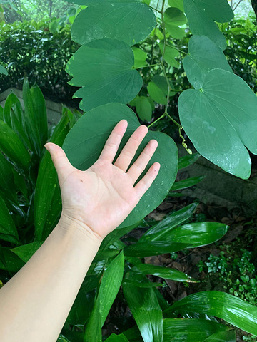 颜色很独特的向日葵.还是向日葵.树叶和我的手掌一样大小.