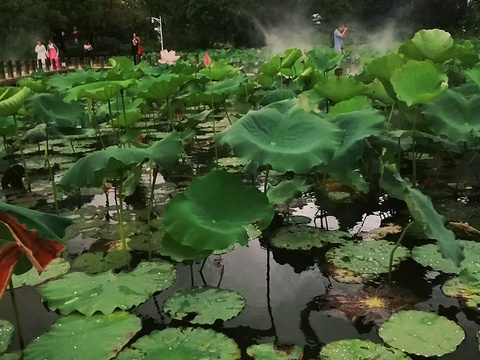 洪湖公园旅游景点图片