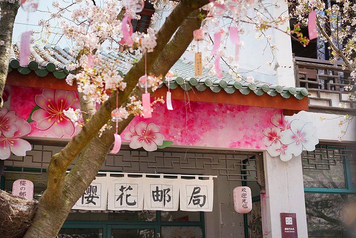 "鼋头渚樱花密集的景点有三个——长春桥、樱花谷、樱花邮局。樱花邮局是最像日本的地方，成百上千的风铃挂满_樱花邮局"的评论图片