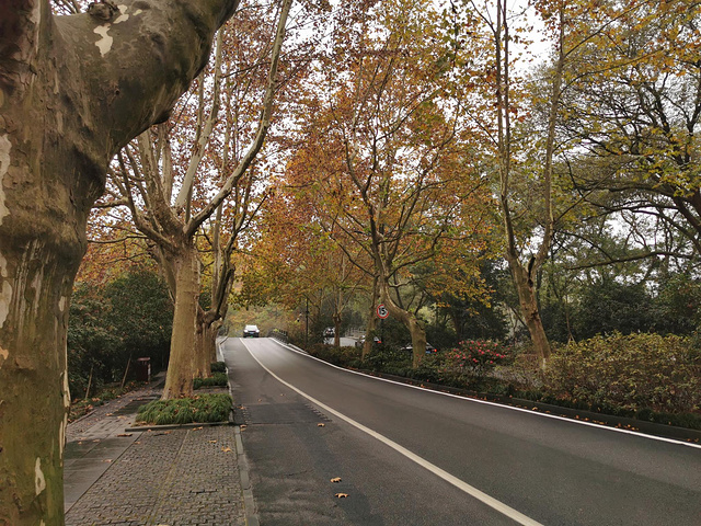 "杨公堤入口处有一片很高的松树。路两边的树还是很美的~安静的一条路，杨公堤名气小些，游人也就少很多_杨公堤"的评论图片