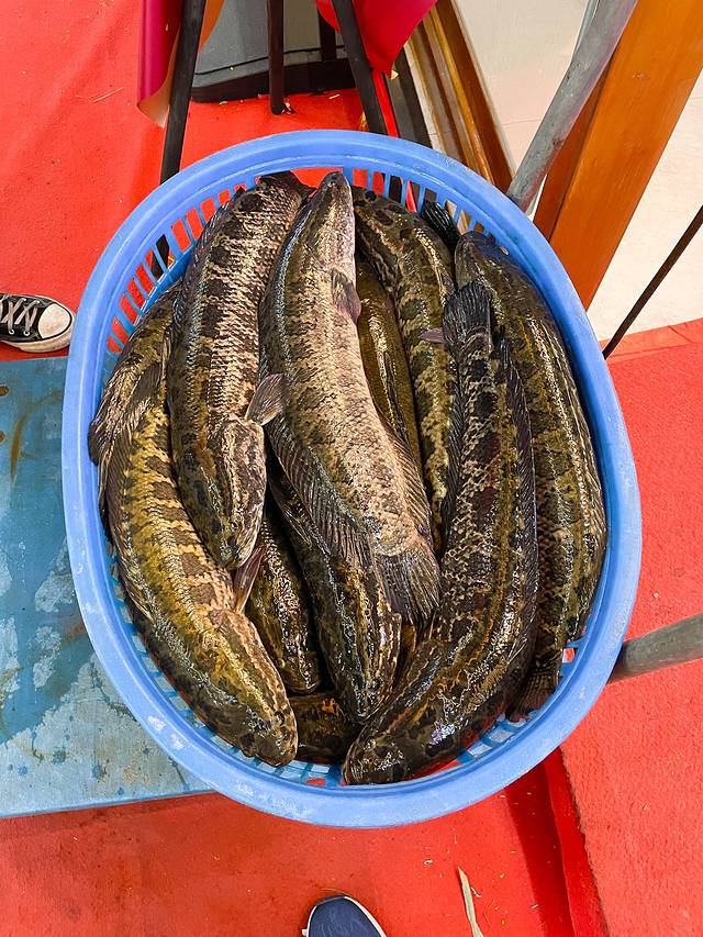 蜀都丰手作川菜水煮活鱼(东大店)