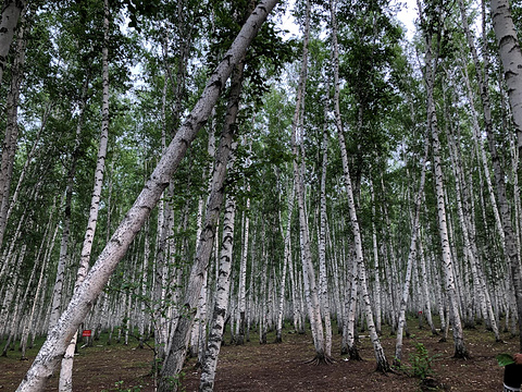 白桦林景区旅游景点攻略图