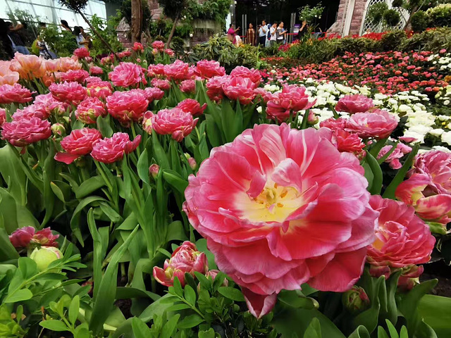 "滨海湾花园很大，外围观光逛一圈估计得1-2小时，下图中间透明那两个玻璃馆是收费的云雾园及花穹园_新加坡滨海湾花园"的评论图片