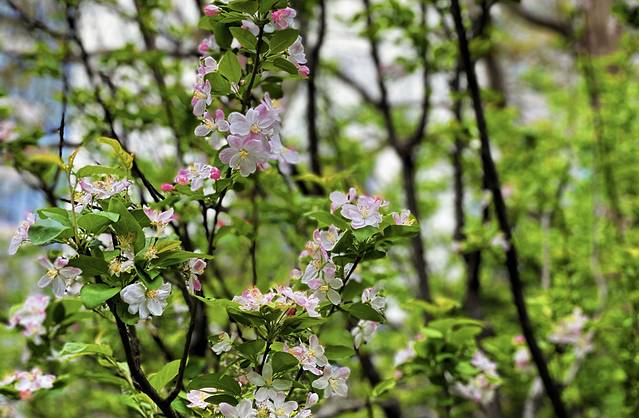 2025月湖公园门票,武汉月湖公园游玩攻略,月湖公园游览攻略路线/地址/门票价格【去哪儿攻略】