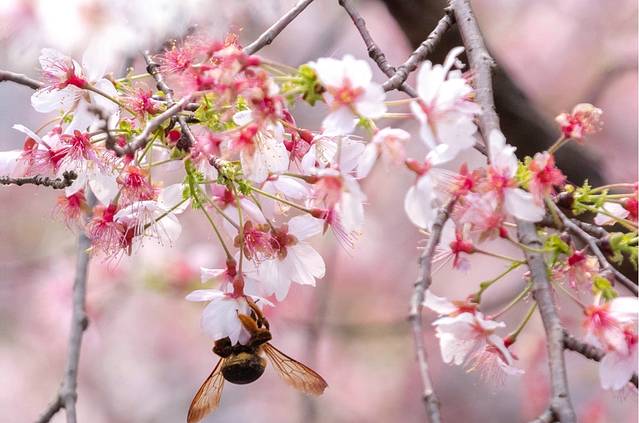 天子地山野乐园
