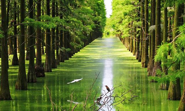 涨渡湖水上森林