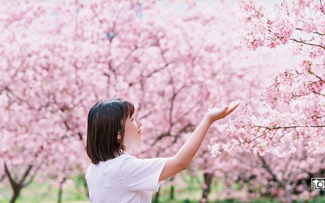 天适樱花悠乐园