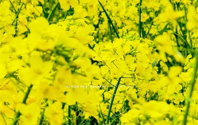 江背镇文化中心