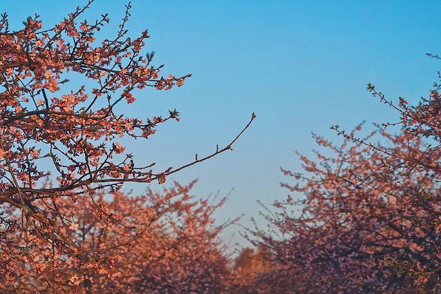 上海辰山植物园