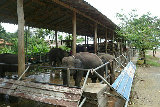 卡贝大象营旅游景点图片